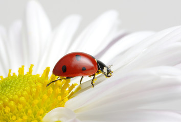 Ladybug on flower