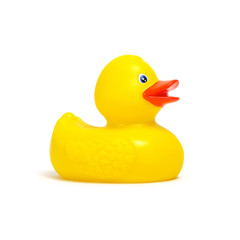 Yellow rubber duck on white