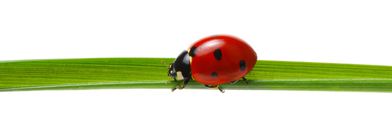 Ladybug on green grass