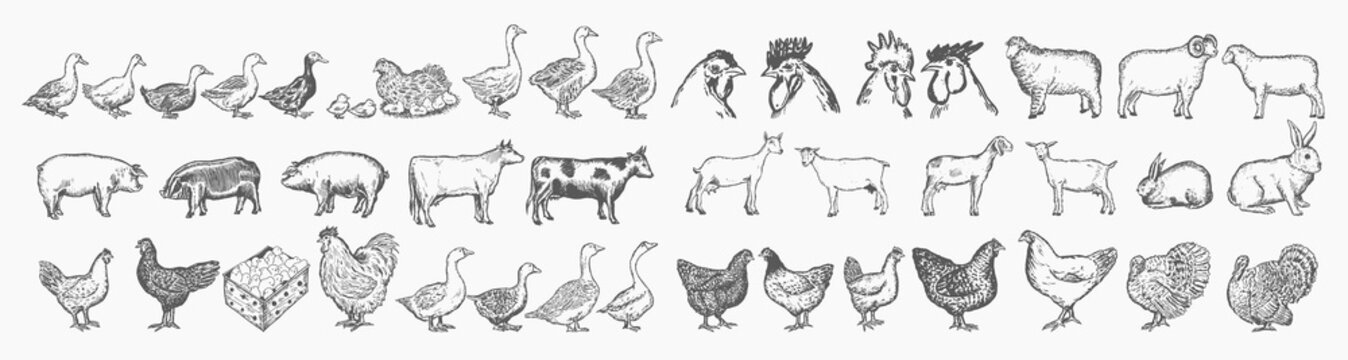 Farm animals collection. Hand drawn big farm animals set vector