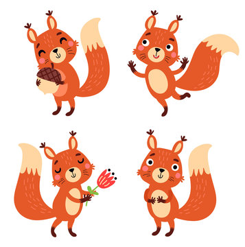 Squirrel, vector character