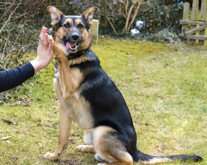 Mixed-breed dog between German shepherd and Labrador Retriever shows the command 