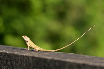 lizard long tail