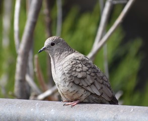 Dove perched on metal bar