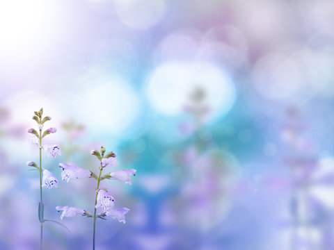 Fototapeta Beautiful light purple flowers blurred background