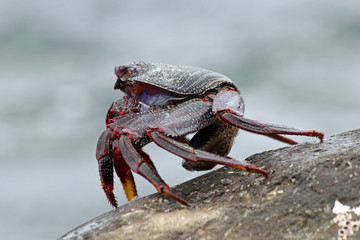 TIERE_4585_rote_Klippenkrabbe