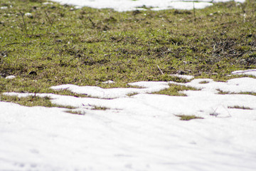 Obraz na płótnie Canvas snow covering green grass. Last snow and coming spring