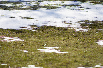 snow covering green grass. Last snow and coming spring