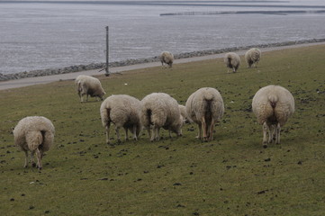 Fototapeta premium Schafe auf Nordseedeich