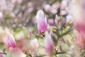 Magnolia rose en fleurs