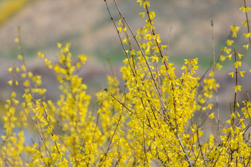 Obraz premium Blooming flowers of forsythia
