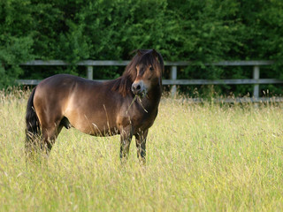 Naklejka premium Pony In Meadow