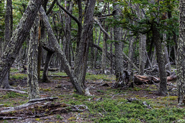 Forest in Patagonia steppe enviroment
