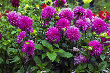 Fototapeta premium Pink flowers Pompon Dahlia flowers