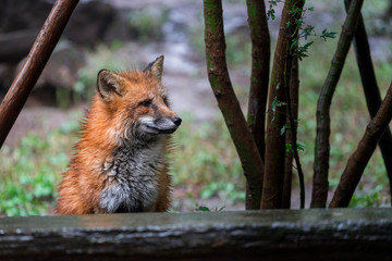 A fox sitting between trees and starring, Zao fox village, Japan