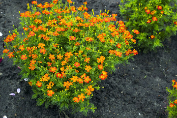 Small flowers yellow Tagetes tenuifolia in garden