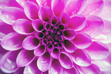 Blurred background Pink flower Dahlia, pastel color
