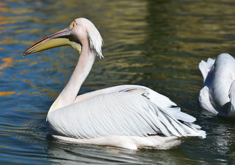 pelican in the lake
