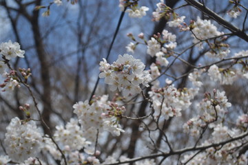 Cherry blossom flowers in Shinjuku garden, Tokyo