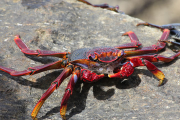 TIERE_2991_rote_Klippenkrabbe