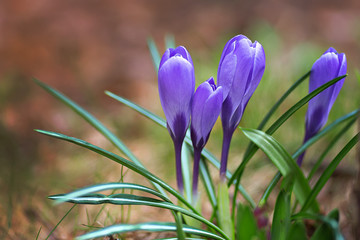 Flowers of purple crocus