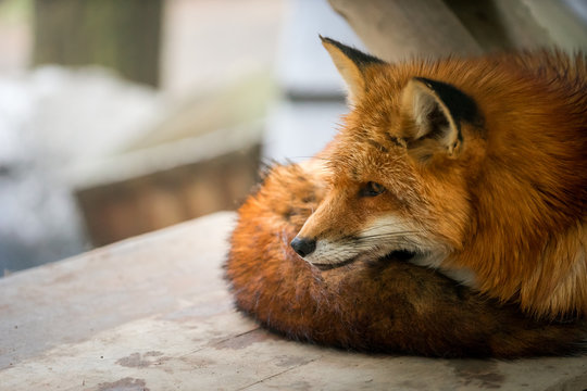 A Fox Staring Into Space