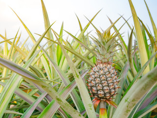 Pineapple is a blackberry with long green leaves in the outdoors