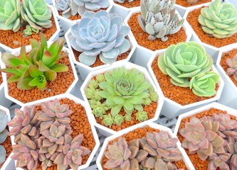 Succulent plants closeup at garden in Taiwan