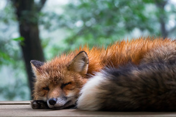 Fototapeta premium A fox sleeping peacefully with tree in the background
