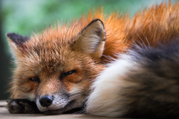 Obraz premium A fox sleeping peacefully