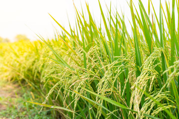 Rice field in countryside thailand