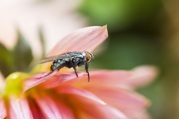 Gray fly in rain drops froze on pink flower