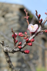Fiore in sboccio su ramo