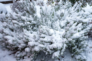 Rosemary bush in winter covered with snow