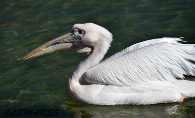 pelican