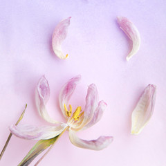 Withered tender pink tulip and petals on the purple gradient color background. Postcard template. 