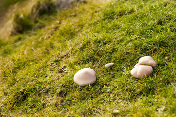 Cley Hill - Warminster- Wiltshire- mushrooms