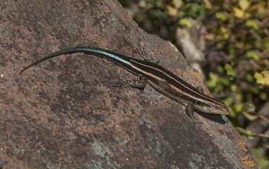 Lizard take sun, Africa