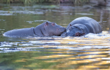 Hippopotamo baby ,  Africa