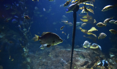 acuario