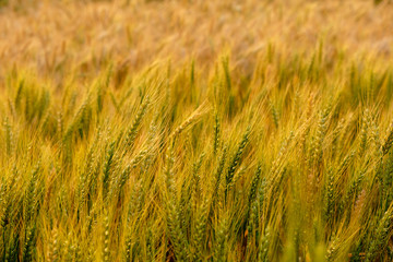 barley in field for crops,rice dry at farm