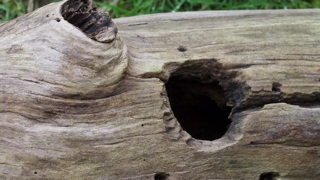 Weasel or Least weasel (mustela nivalis) looking out of hole in tree log