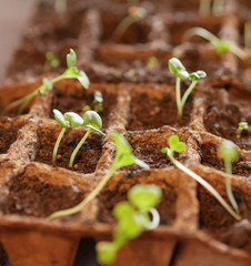 Square shaped peat pots with soil and tiny chinese cabbage(Pak Choi, Bok choy) seedlings