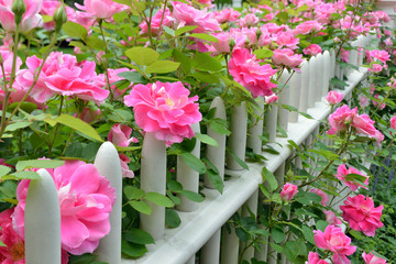 Pink Roses On White Fence