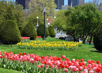 Fototapeta na wymiar Spring Colors at Boston Public Garden