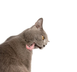 Gray british cat on the white