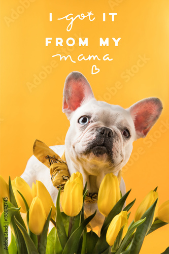 french bulldog dog and beautiful yellow tulips with mothers day greeting isolated on yellow