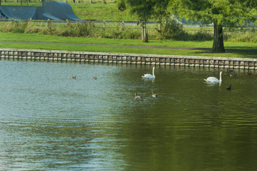 Warminster Park - Wildlife birds swimming