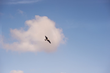 Blue sky with white cloud