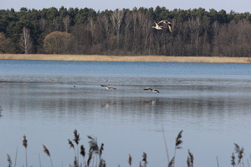 Wildgänse am Glubigsee
